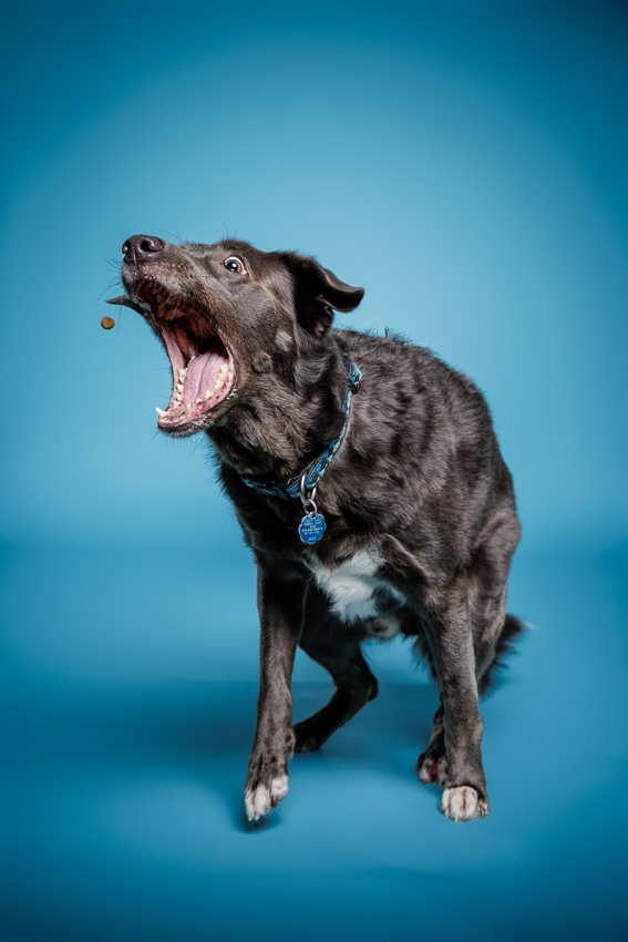 Orlando Puppy Photography