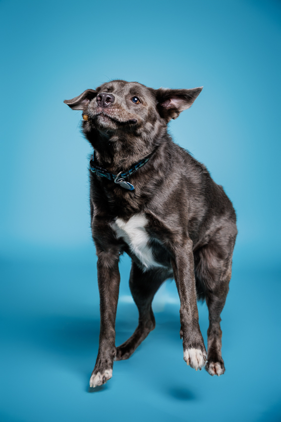 Orlando Puppy Photography