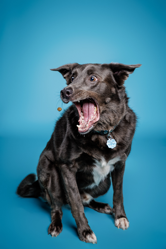 Orlando Puppy Photography