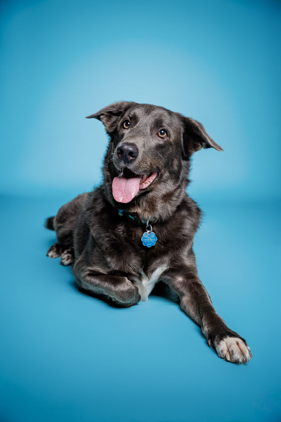 Orlando Puppy Photography