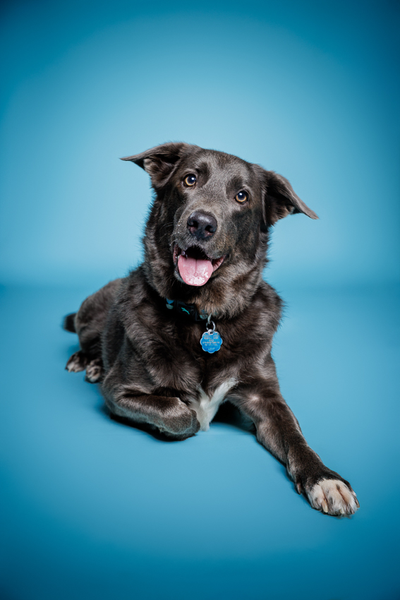 Orlando Puppy Photography