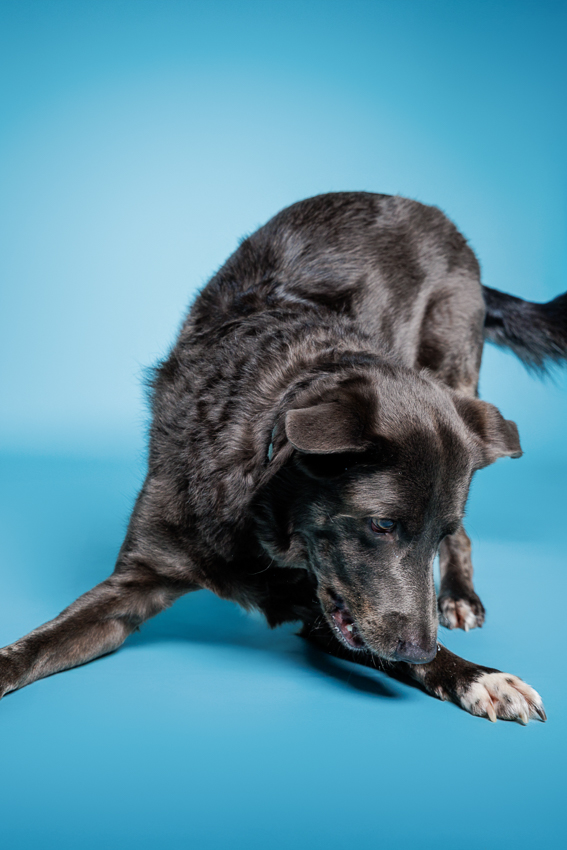 Orlando Puppy Photography