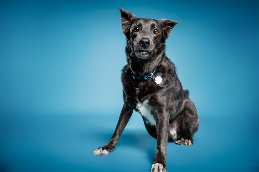 Orlando Puppy Photography