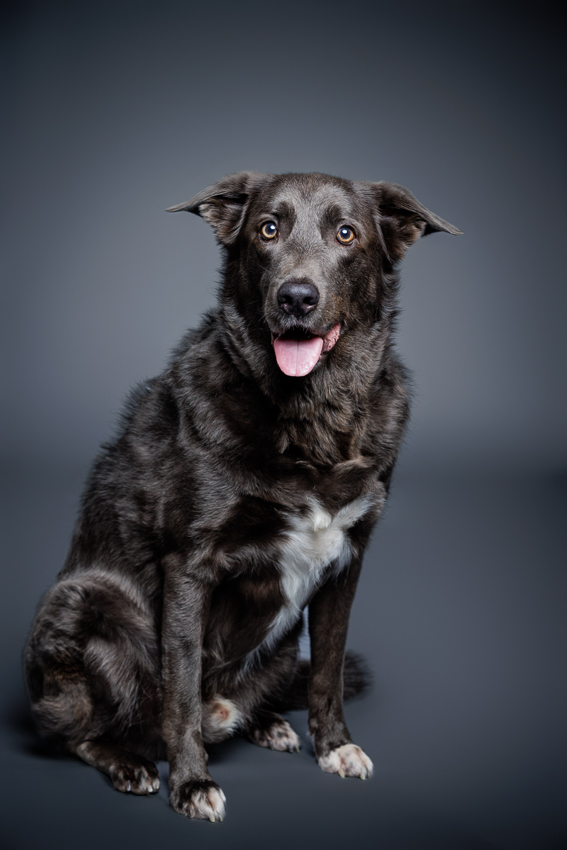 Orlando Puppy Photography