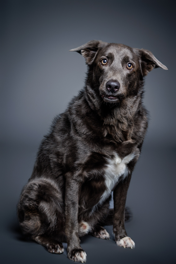 Orlando Puppy Photography