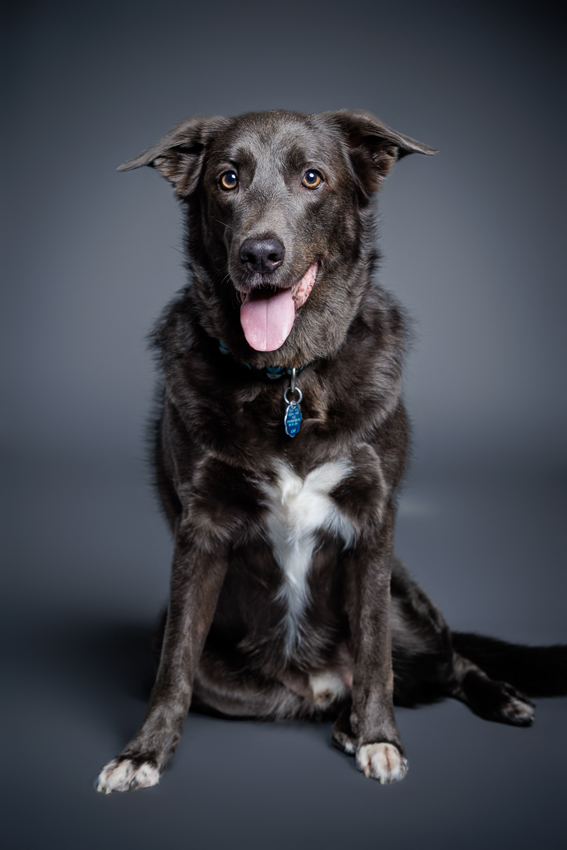 Orlando Puppy Photography