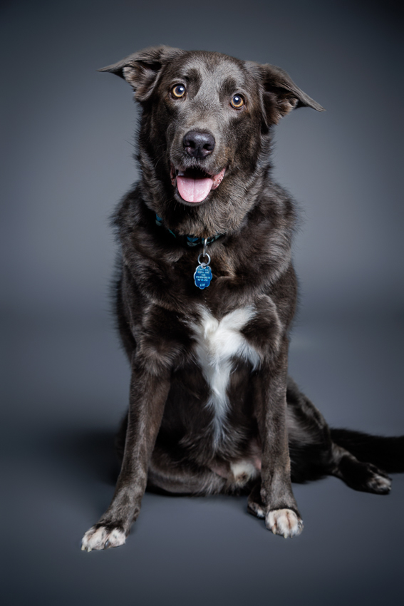 Orlando Puppy Photography