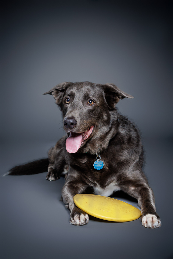 Orlando Puppy Photography