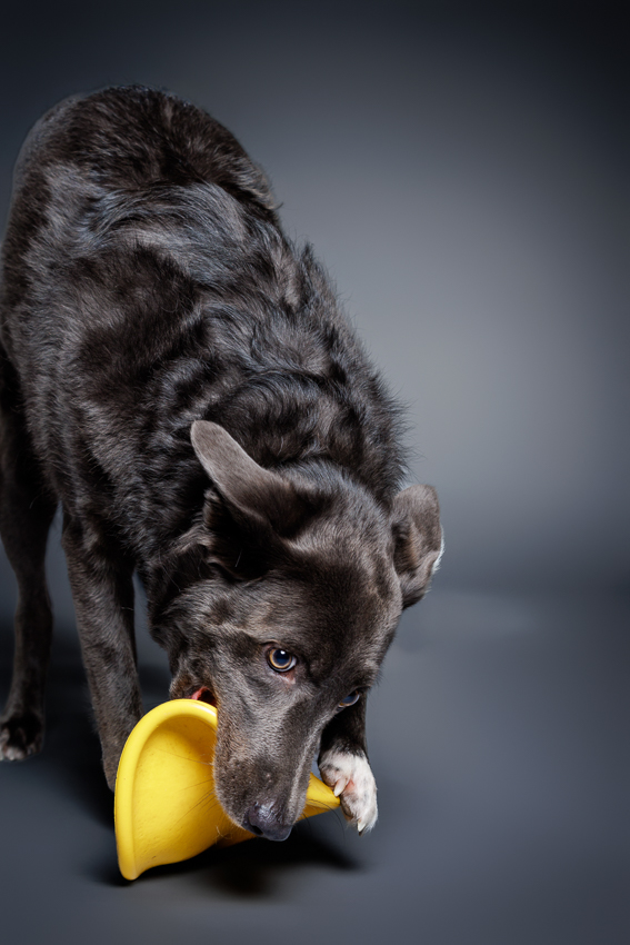 Orlando Puppy Photography