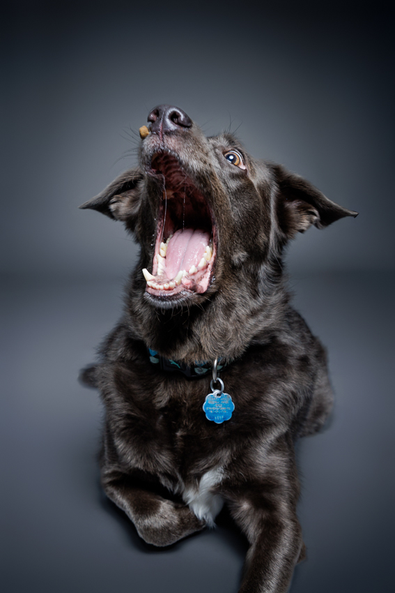 Orlando Puppy Photography