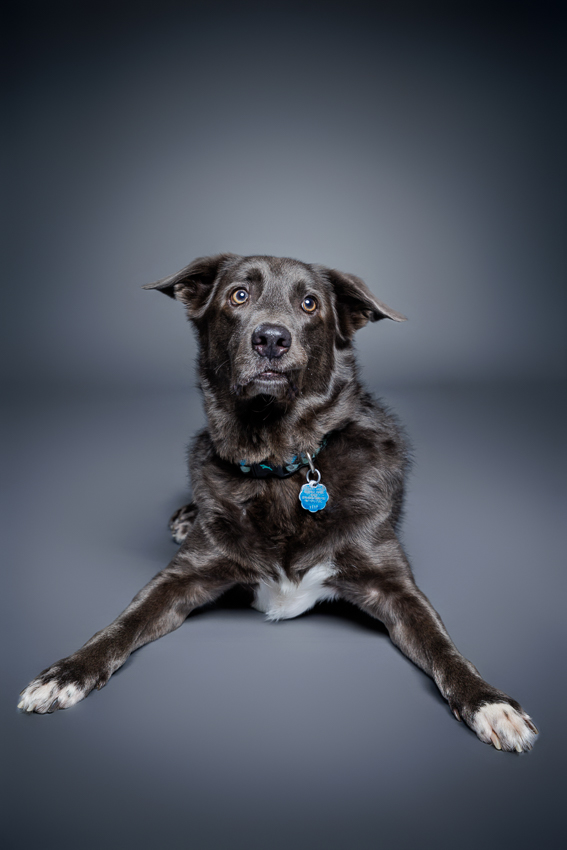 Orlando Puppy Photography