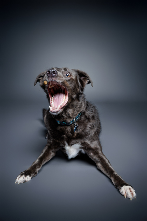 Orlando Puppy Photography