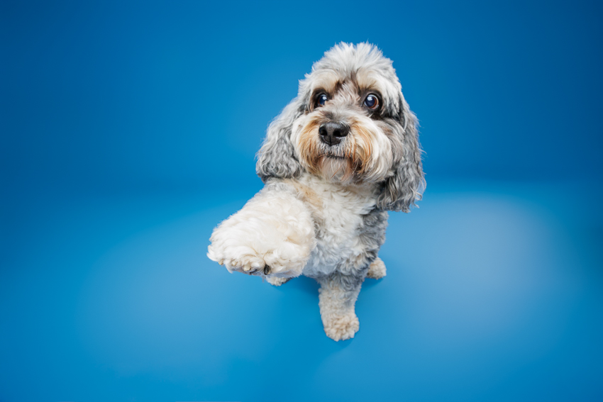 Pet Portraits Orlando Photographer