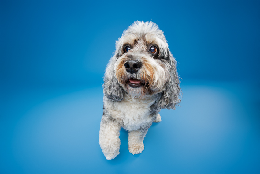 Pet Portraits Orlando Photographer