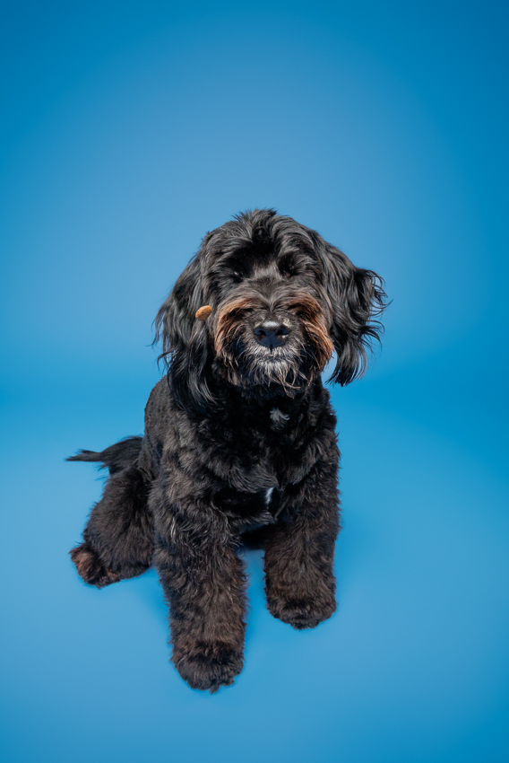 Pet Portraits Orlando Photographer