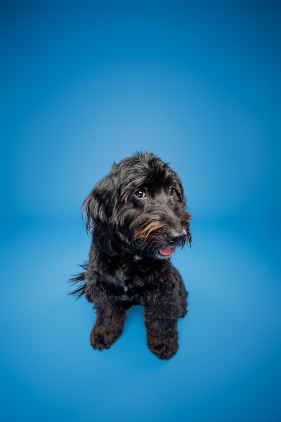 Pet Portraits Orlando Photographer