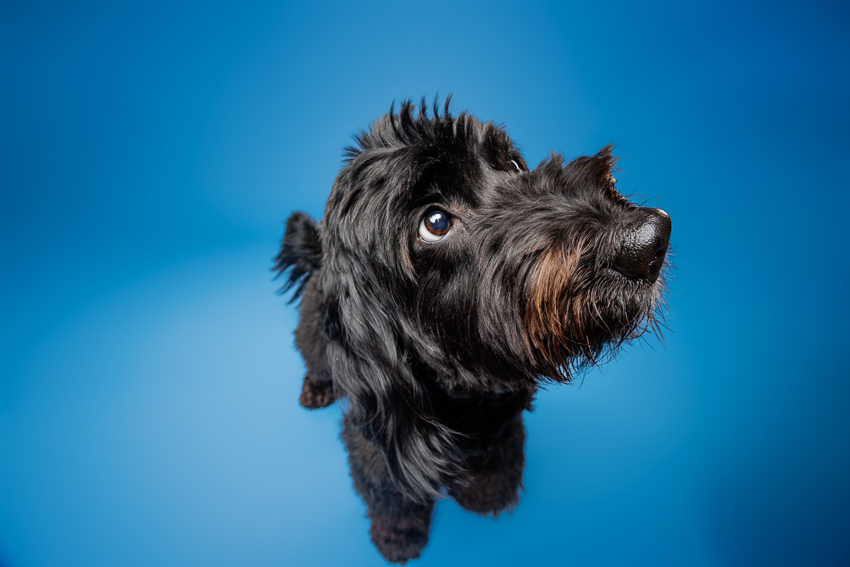 Pet Portraits Orlando Photographer