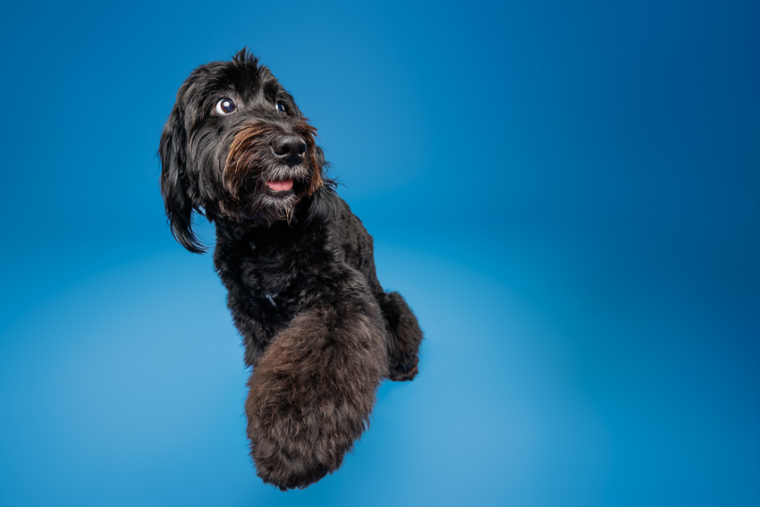 Pet Portraits Orlando Photographer