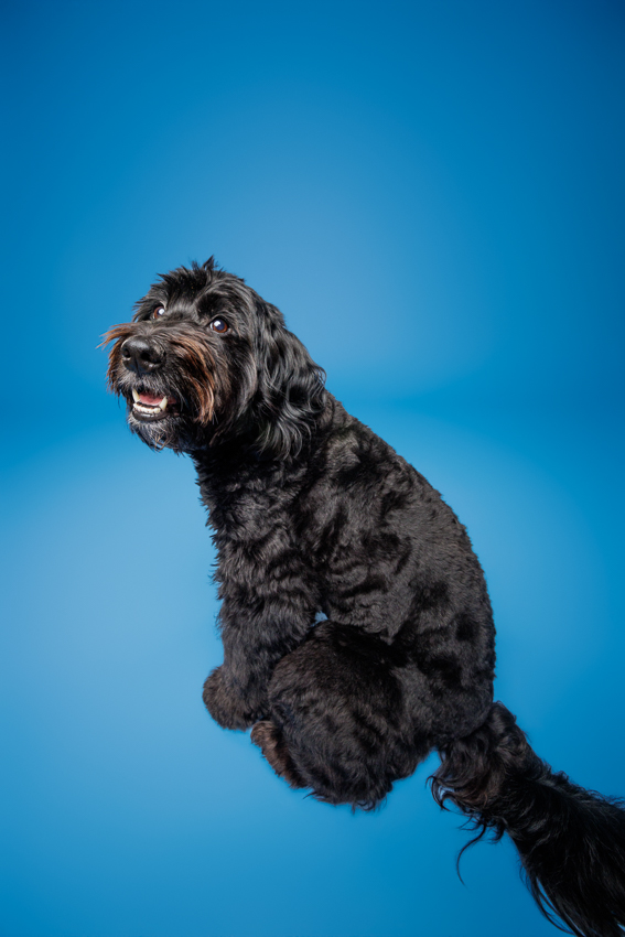 Pet Portraits Orlando Photographer