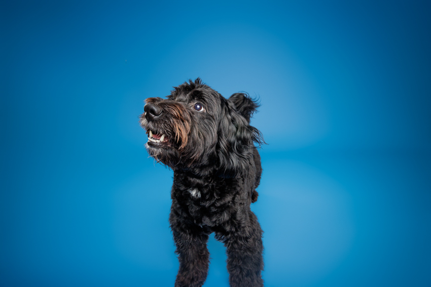 Pet Portraits Orlando Photographer