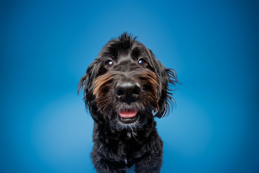 Pet Portraits Orlando Photographer