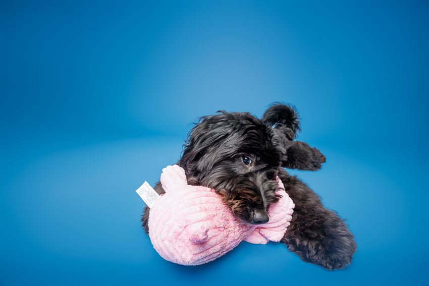 Pet Portraits Orlando Photographer