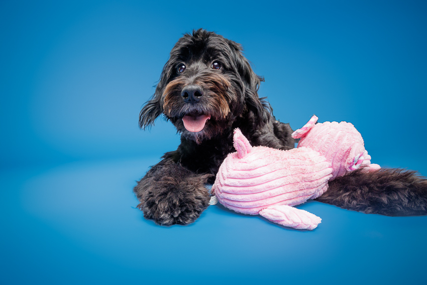 Pet Portraits Orlando Photographer