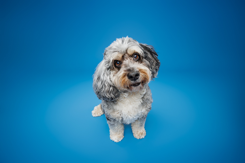 Pet Portraits Orlando Photographer