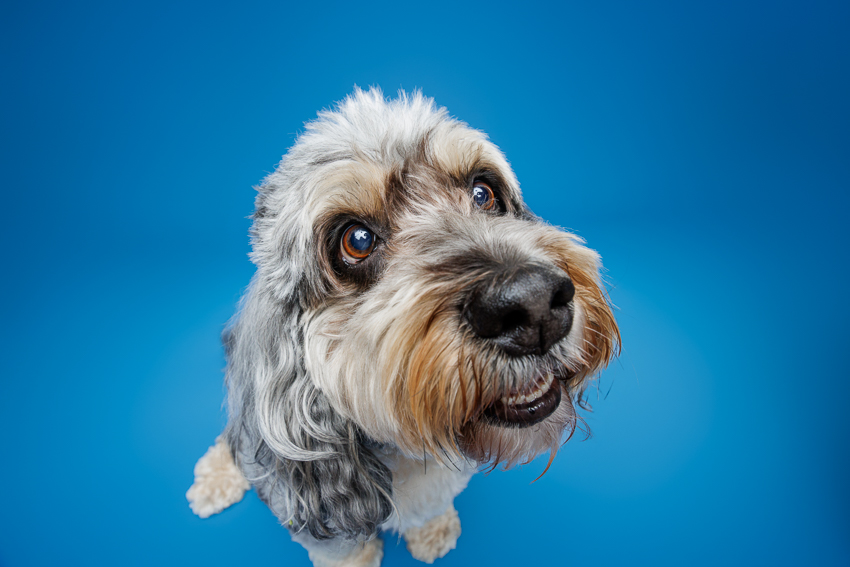 Pet Portraits Orlando Photographer