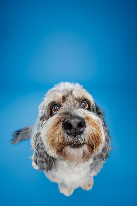 Pet Portraits Orlando Photographer