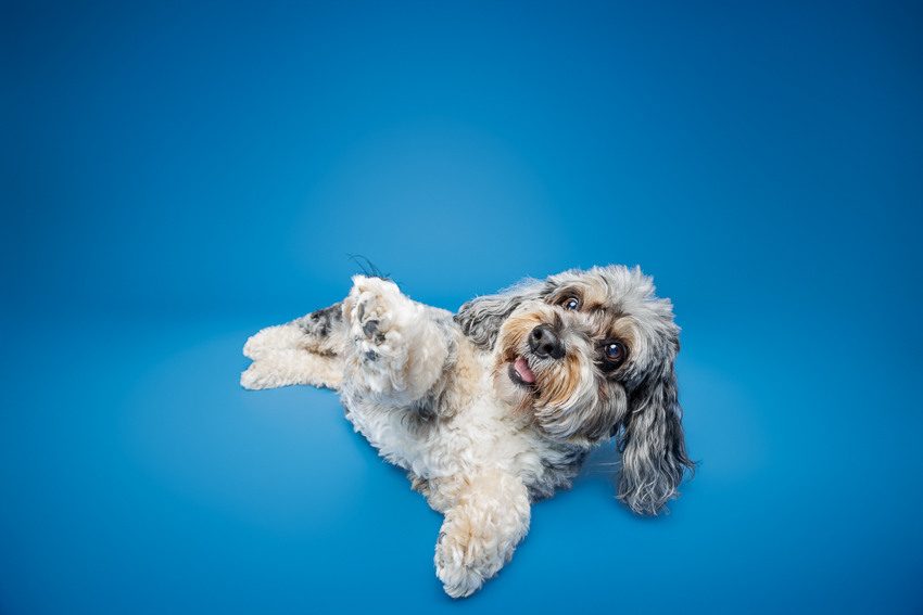 Pet Portraits Orlando Photographer