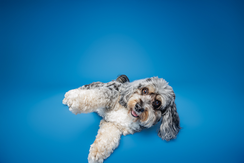 Pet Portraits Orlando Photographer