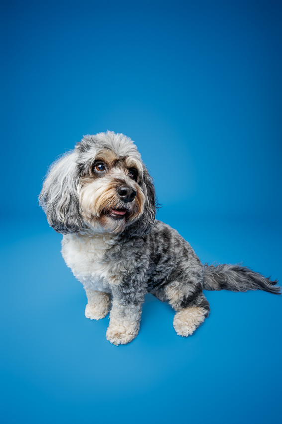 Pet Portraits Orlando Photographer