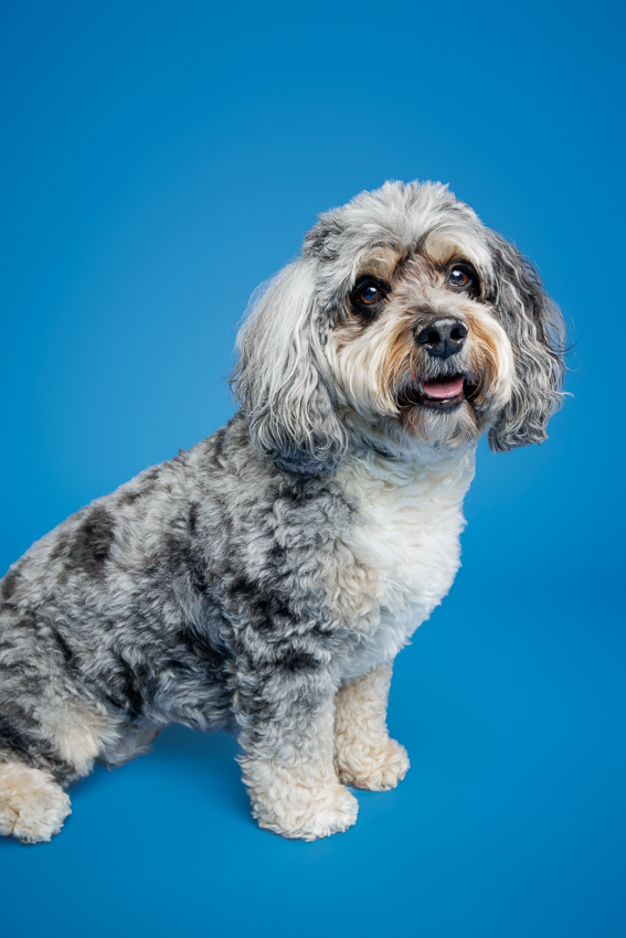 Pet Portraits Orlando Photographer