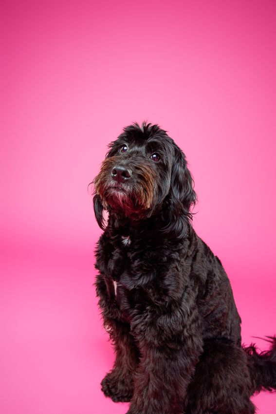 Pet Portraits Orlando Photographer