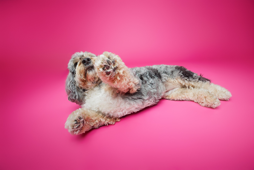 Pet Portraits Orlando Photographer