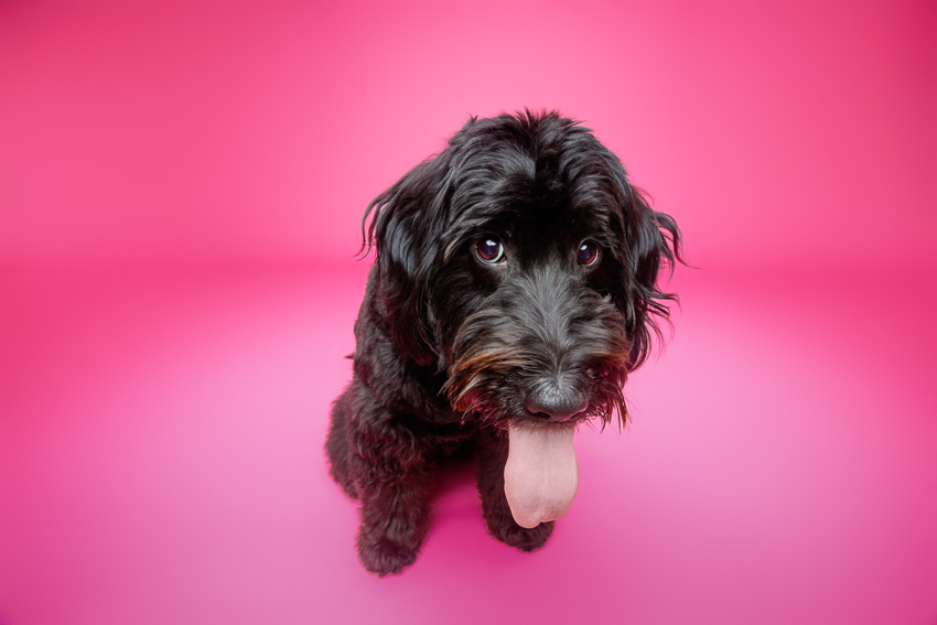 Pet Portraits Orlando Photographer