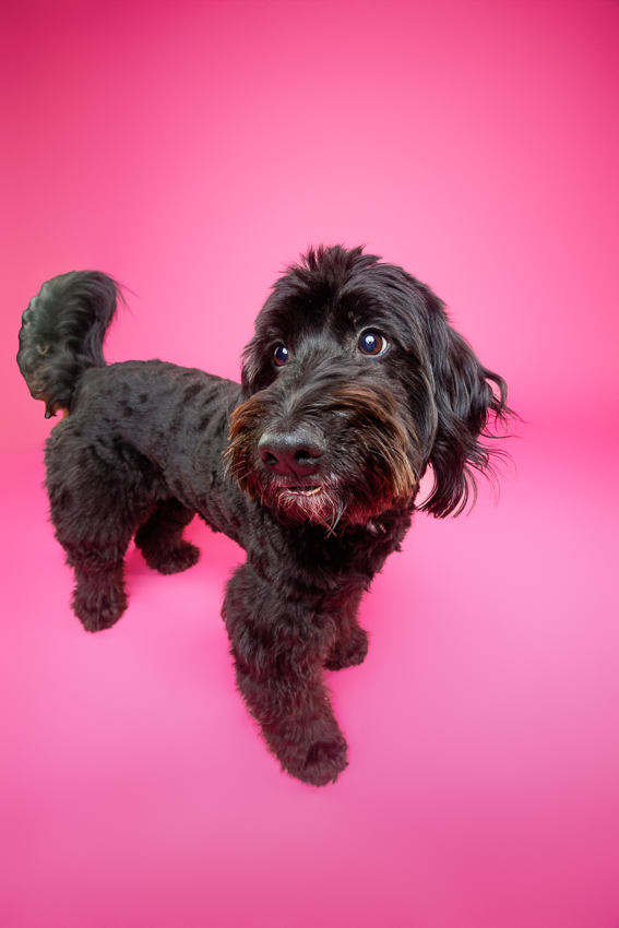 Pet Portraits Orlando Photographer