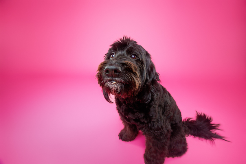 Pet Portraits Orlando Photographer