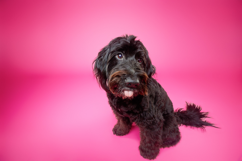 Pet Portraits Orlando Photographer