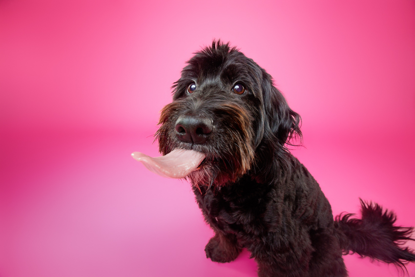 Pet Portraits Orlando Photographer