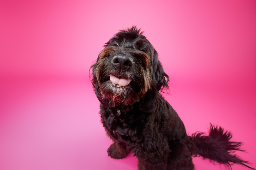 Pet Portraits Orlando Photographer