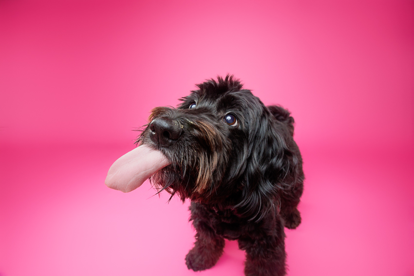 Pet Portraits Orlando Photographer