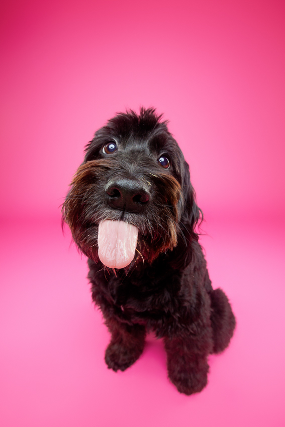 Pet Portraits Orlando Photographer