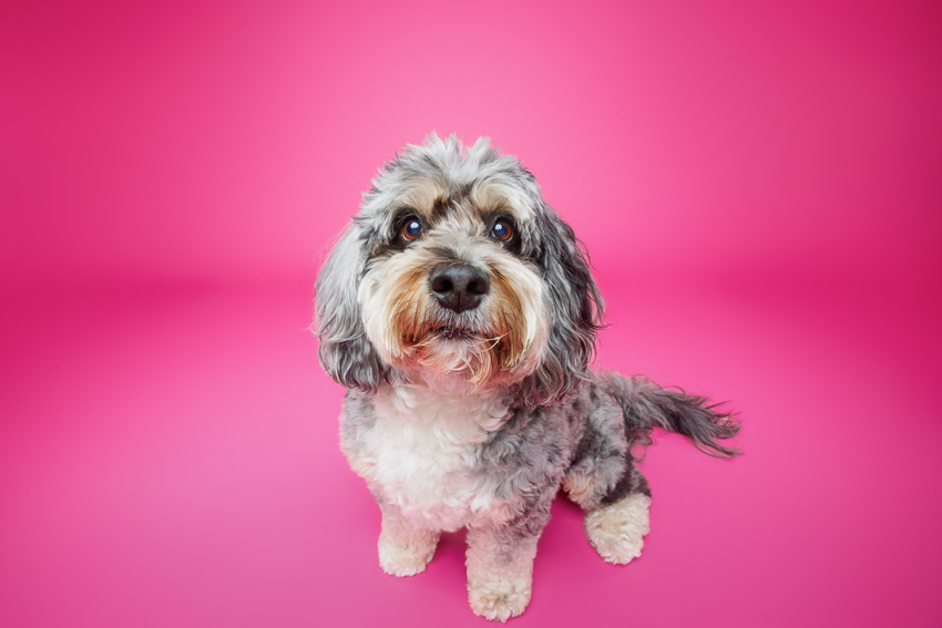 Pet Portraits Orlando Photographer