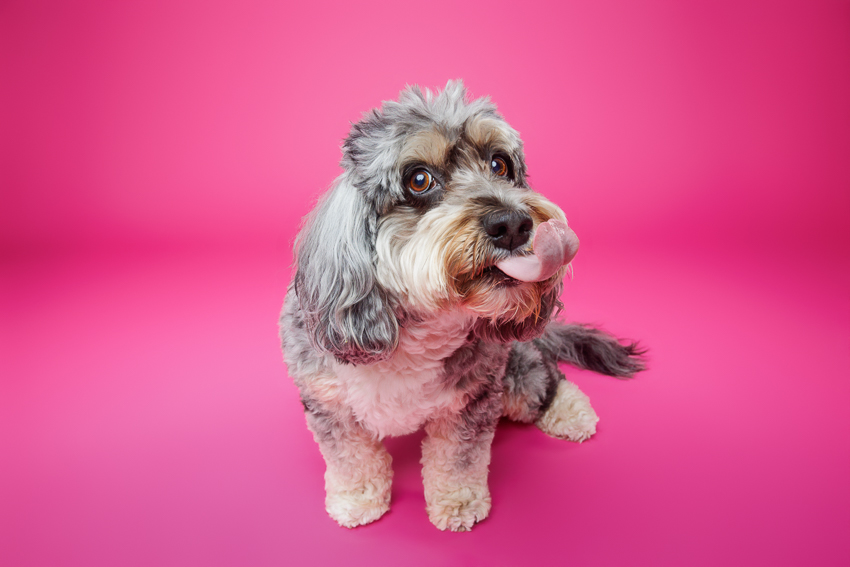 Pet Portraits Orlando Photographer