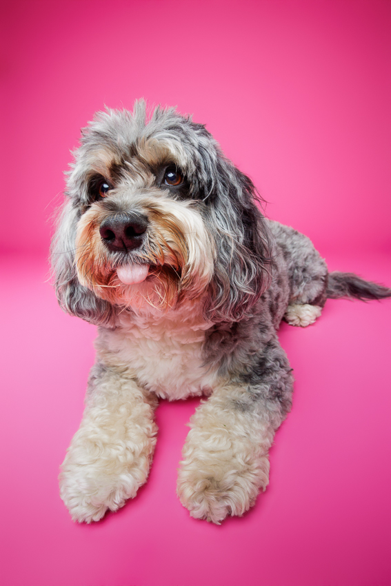 Pet Portraits Orlando Photographer