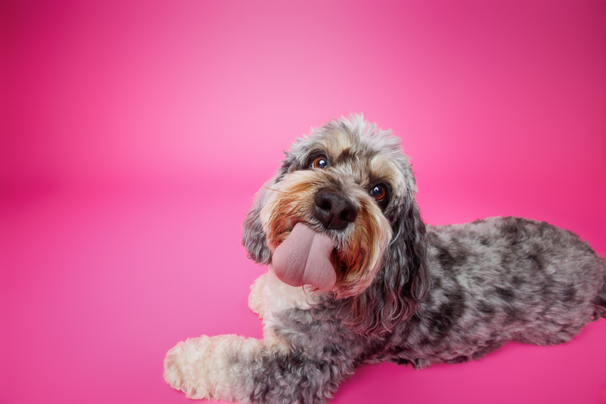 Pet Portraits Orlando Photographer