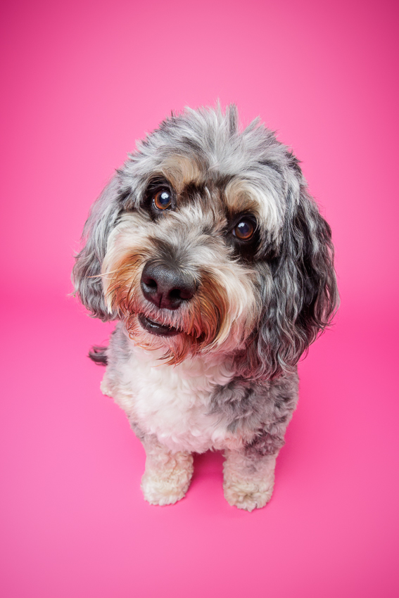 Pet Portraits Orlando Photographer