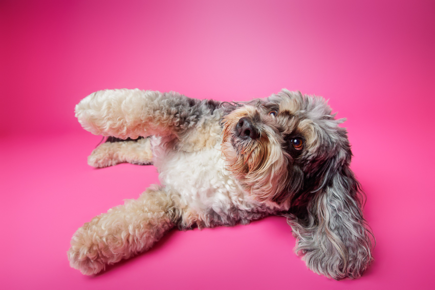 Pet Portraits Orlando Photographer